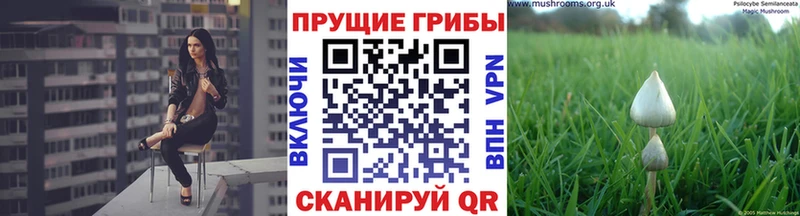 дарнет шоп  Горбатов  shop как зайти  Галлюциногенные грибы Cubensis 